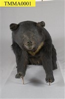 Formosan Black Bear Collection Image, Figure 11, Total 13 Figures